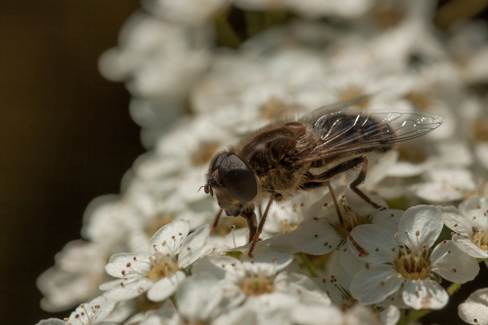 Fliege auf der Blume.