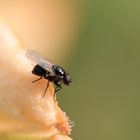 Fliege auf der Blume