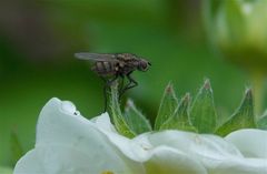 Fliege auf der Erdbeerblüte