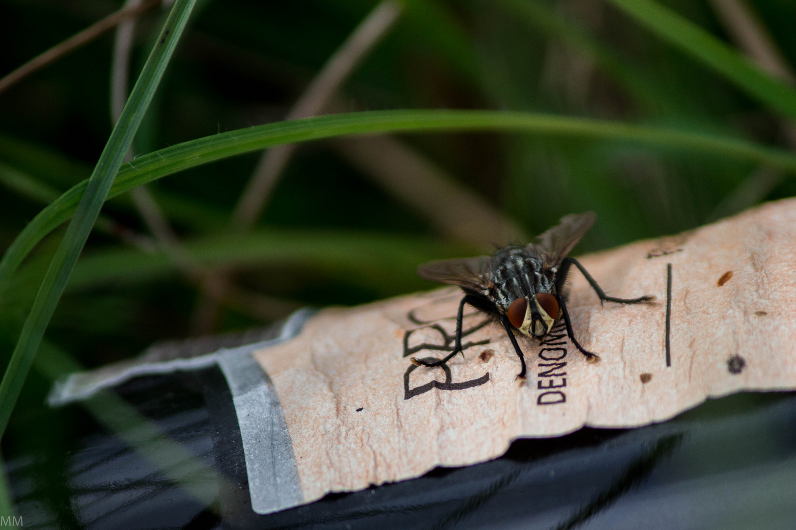 Fliege auf der Flasche