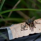 Fliege auf der Flasche