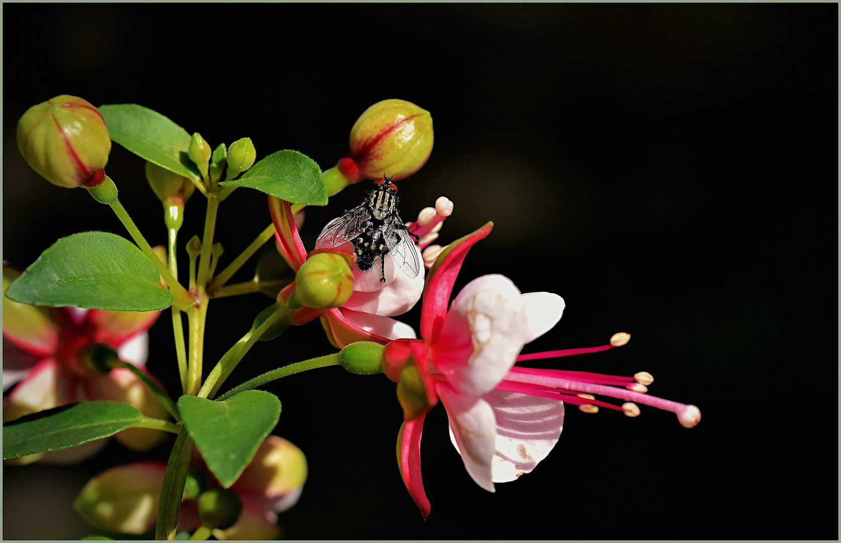 Fliege auf der Fuchsie