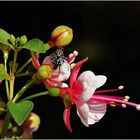 Fliege auf der Fuchsie