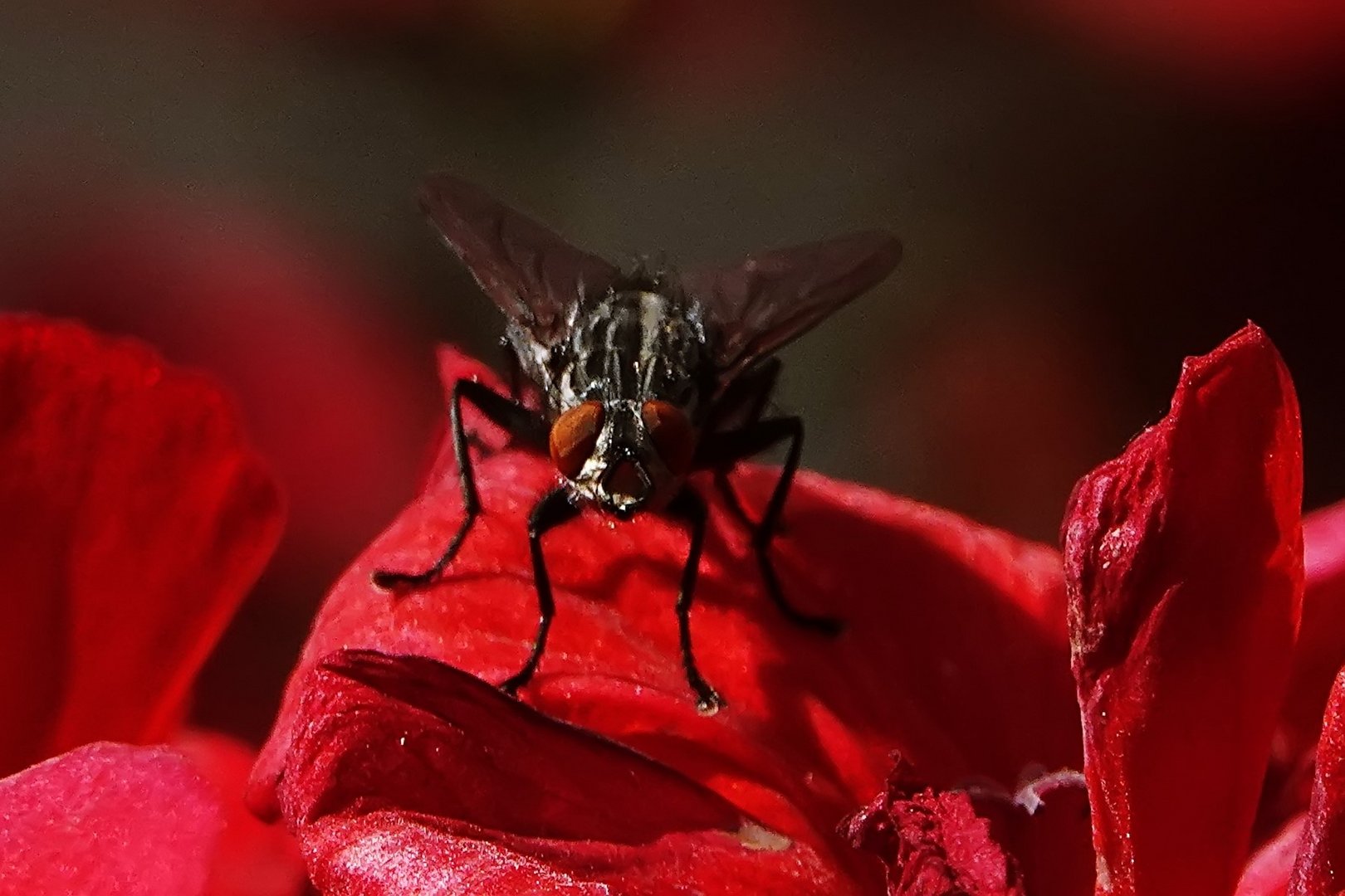 Fliege auf der Geranienblüte