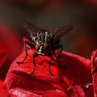 Fliege auf der Geranienblüte