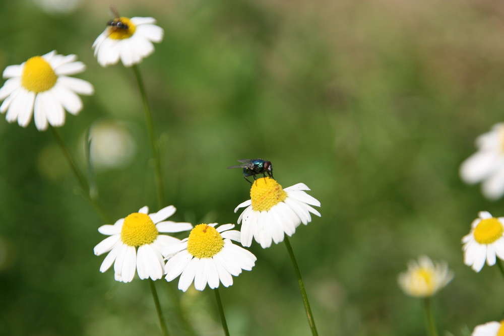 Fliege auf der Kamillenblüte