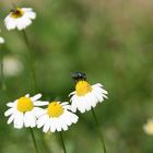 Fliege auf der Kamillenblüte