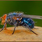 Fliege auf der Pilzkuppe