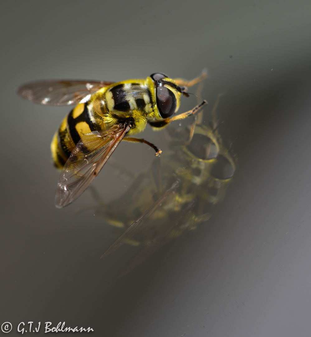 Fliege auf der Scheibe