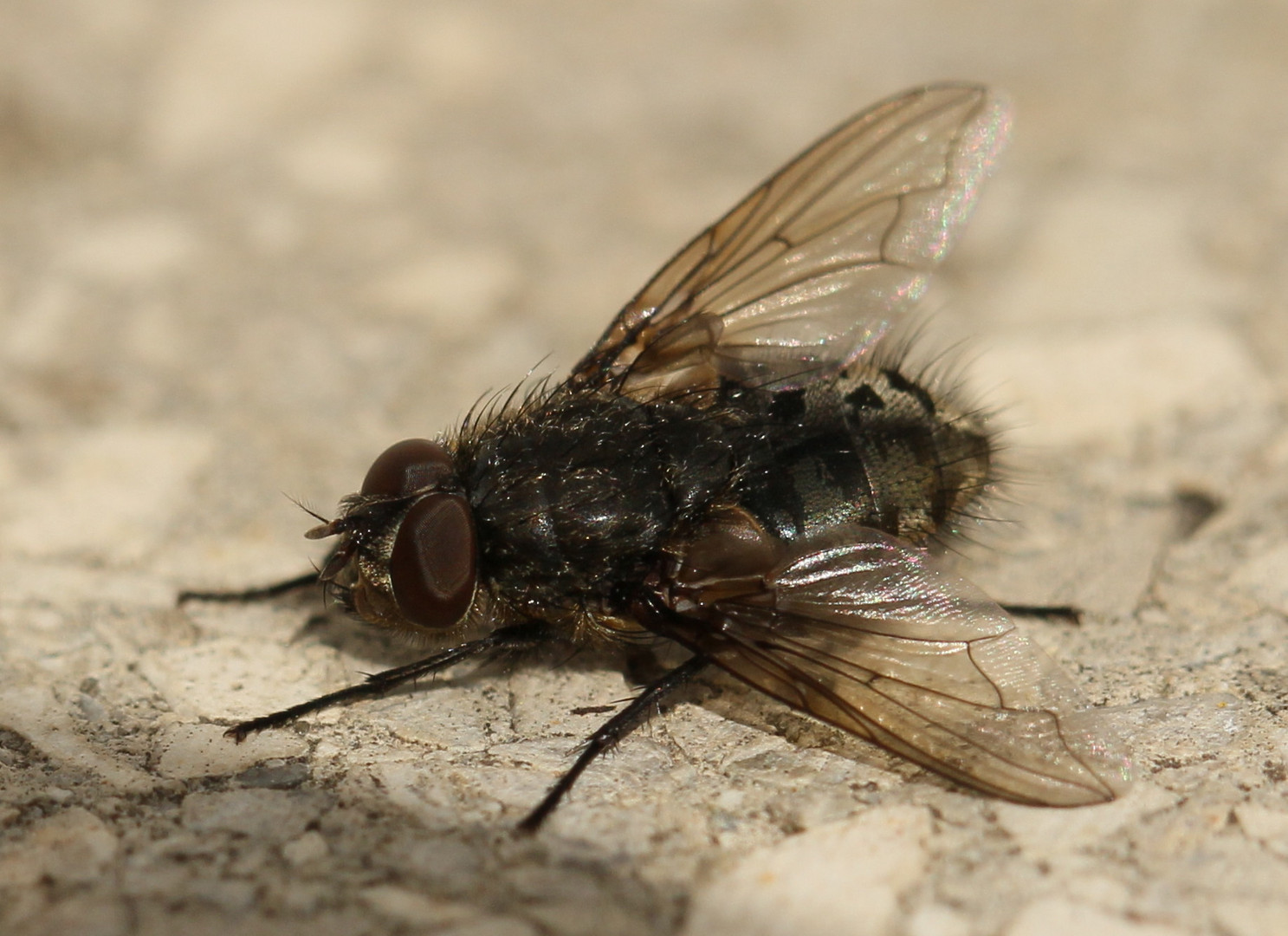 Fliege auf der Sonnenbank