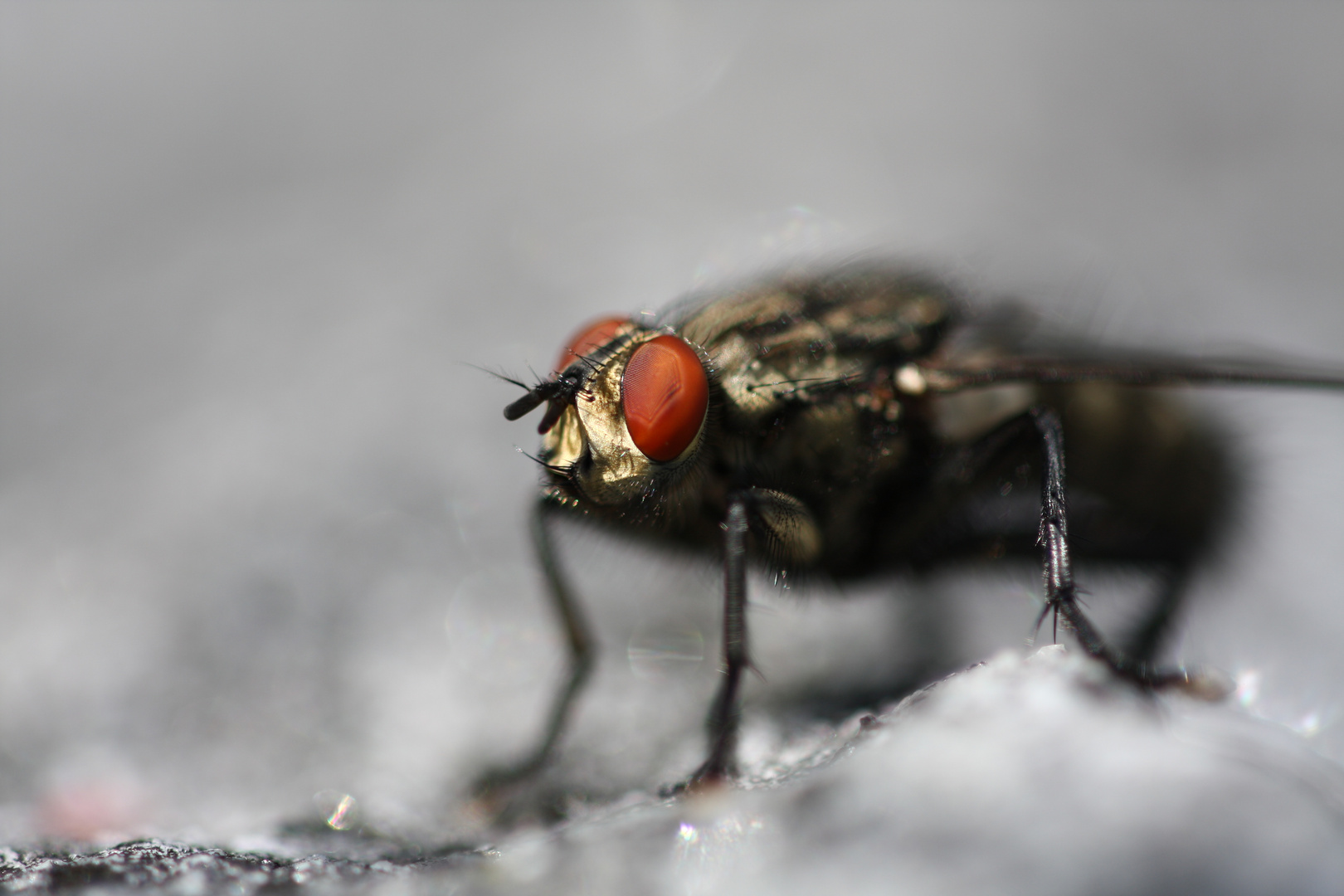 Fliege auf der Steinmauer