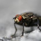 Fliege auf der Steinmauer