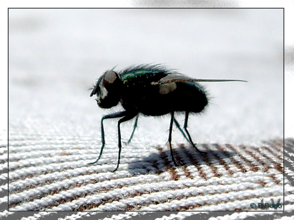 Fliege auf der Tischdecke