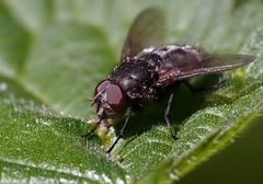 Fliege auf der "Weide"