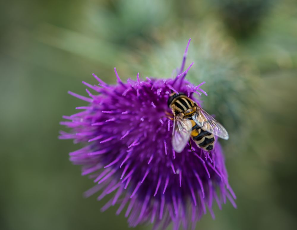 Fliege auf Diestelblüte     DSC_0052