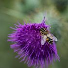 Fliege auf Diestelblüte     DSC_0052