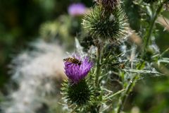 Fliege auf Diestelblüte   II   DSC_0039