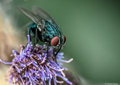 Fliege auf Distel