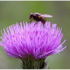 Fliege auf Distel