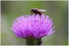 Fliege auf Distel