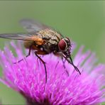 Fliege auf Distel