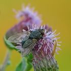 Fliege auf Distelblüte