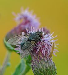 Fliege auf Distelblüte