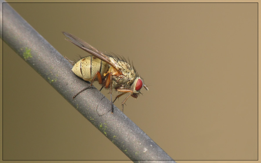 Fliege auf Draht