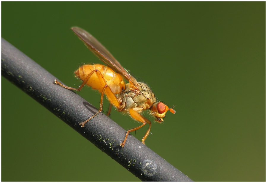 Fliege auf Draht