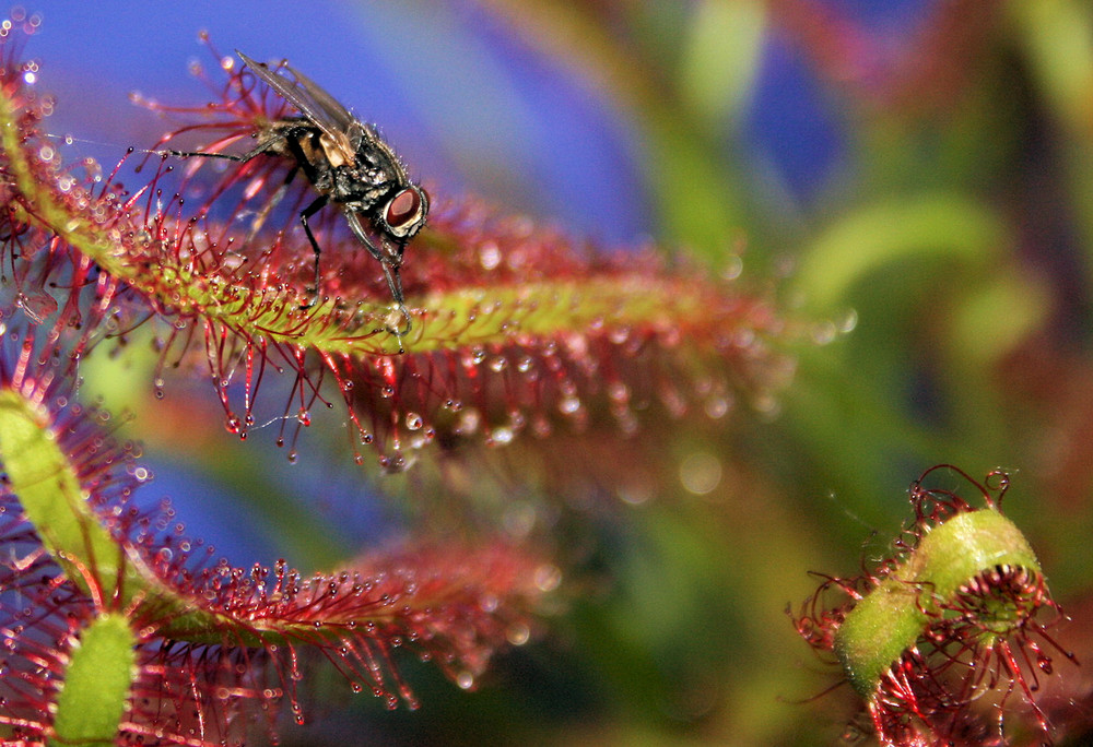 Fliege auf Drosera capensis