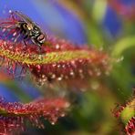 Fliege auf Drosera capensis