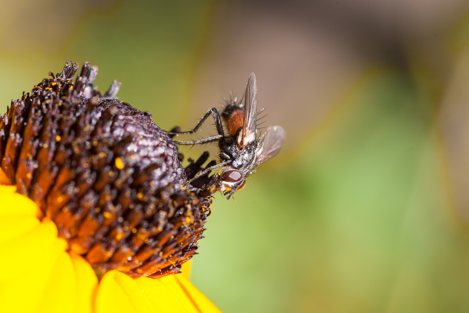 Fliege auf Echinacea-Sonnenhut