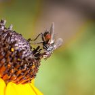 Fliege auf Echinacea-Sonnenhut