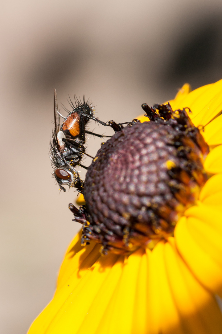 Fliege auf Echinacea-Sonnenhut7044