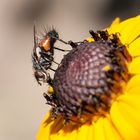 Fliege auf Echinacea-Sonnenhut7044