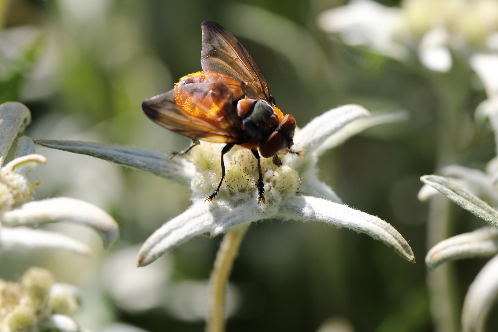 Fliege auf Edelweiss