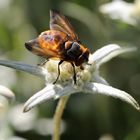 Fliege auf Edelweiss