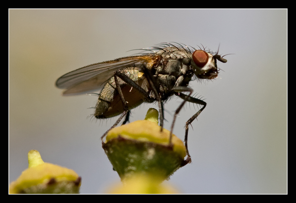 Fliege auf Efeu