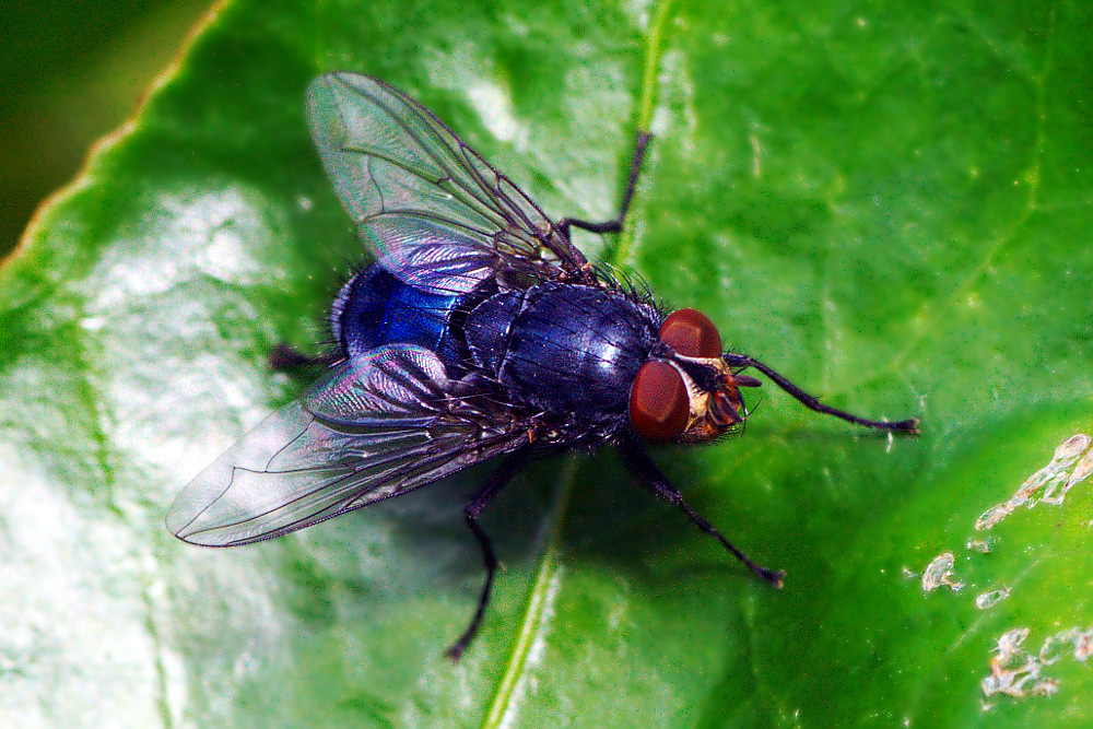 Fliege auf Efeublatt