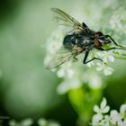 Fliege auf eine Blume