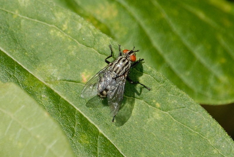 Fliege auf einem Blatt