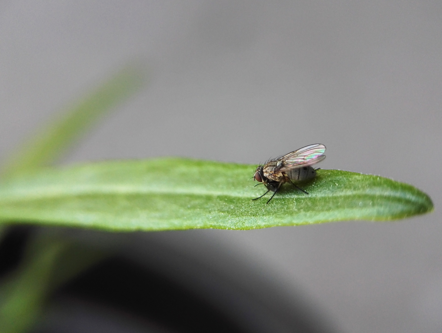 Fliege auf einem Blatt