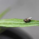 Fliege auf einem Blatt