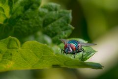 Fliege auf einem Blatt