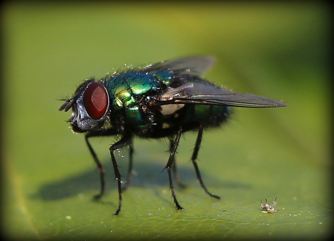 Fliege auf einem Blatt mit Trauerfall