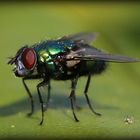 Fliege auf einem Blatt mit Trauerfall