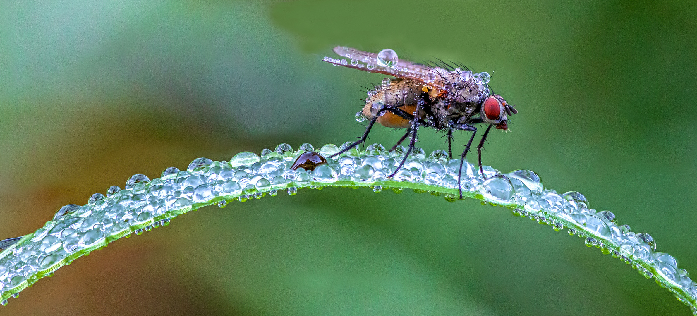 Fliege auf einem Halm voller Tautropfen