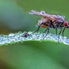 Fliege auf einem Halm voller Tautropfen