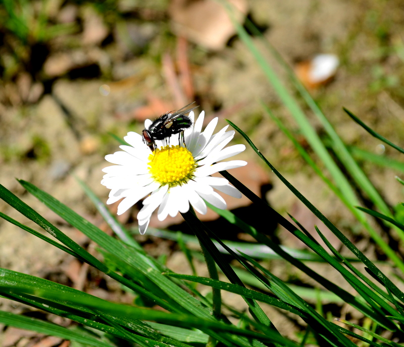 Fliege auf einem kleinem Blümchen :)