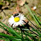 Fliege auf einem kleinem Blümchen :)